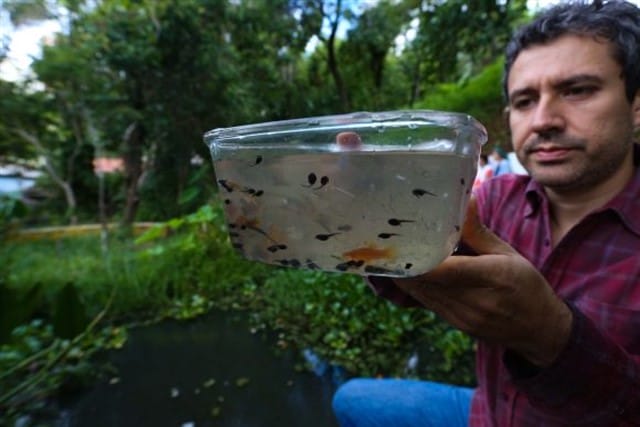 O biólogo Sandro Von Matter observa as espécies do lago. Crédito: Tiago Queiroz / Estadão.