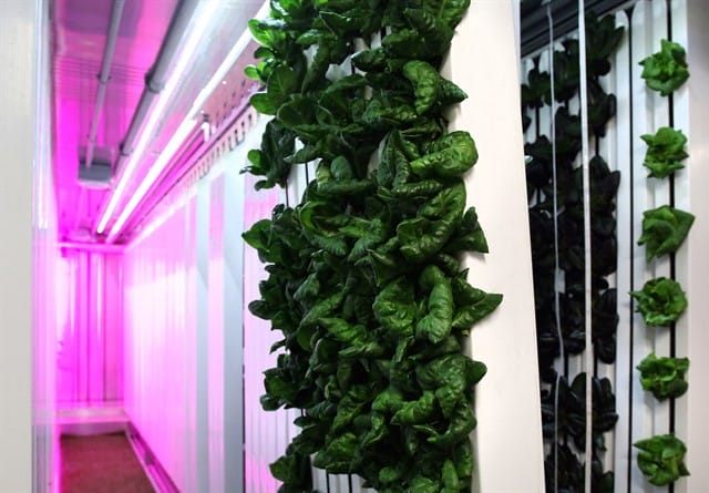 A empresa desenvolve estufas em contêineres para cultivar vegetais por meio de um sistema hidropônico. Foto: Square Roots.