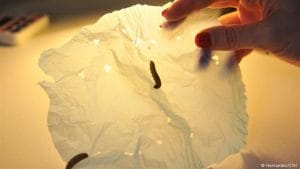 Em poucas horas, larvas fazem furos no plástico. Foto: Hernandez / CSIC.