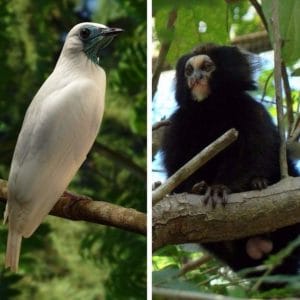 Araponga e macaco da espécie Callithrix fazem parte da lista. Fotos: Marcos Kawall e Daniel Perrella / SVMA.