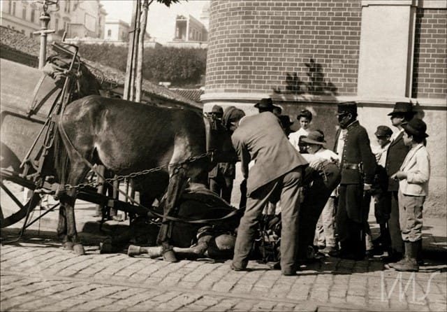 Cavalo da carroça de limpeza pública caído no chão, cerca de 1910. Foto: Vincenzo Pastore / Acervo IMS. 