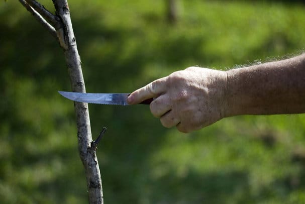 Hélio usa a faca para podar as mudas em crescimento e verificar, fazendo um corte no caule, se a árvore está saudável. Foto: Pétala Lopes. 
