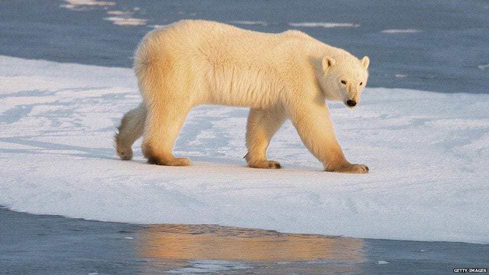 Os ursos polares são um dos animais mais facilmente identificados por serem afetados pela mudança climática, devido à falta de gelo no Ártico, onde eles caçam a maior parte de seus alimentos. Foto: Getty Images.