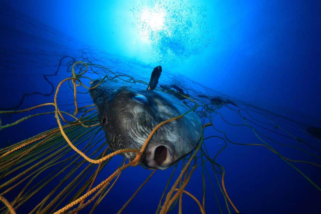 Em algumas áreas dos oceanos, a pesca fantasma está matando cerca de 5 a 30% das reservas de peixes. Foto: World Animal Protection.