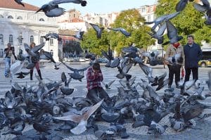 O último censo realizado pela Faculdade de Medicina Veterinária contou mais de 23 mil pombos em Lisboa. Foto: Ana Silva.