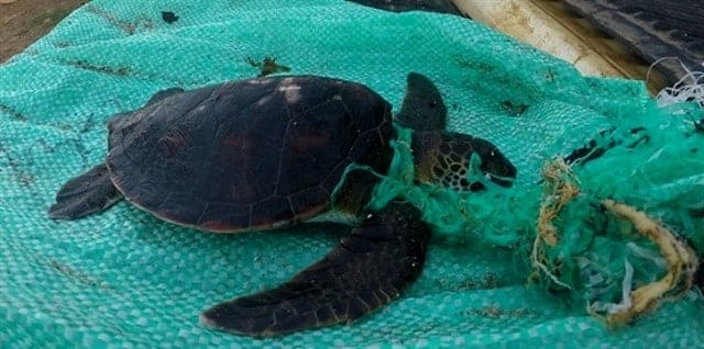 Tartaruga verde (Chelonia mydas), morta em Fernando de Noronha enroscada em um saco plástico. Foto: Instituto Chico Mendes.