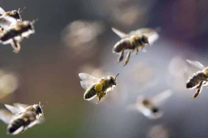 As abelhas sem ferrão são animais silvestres protegidos por lei e sua eliminação é crime ambiental. Foto: Getty Images. 