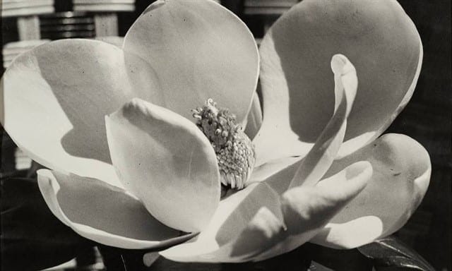 "Magnolia", 1926, Impressão em gelatina e prata dos anos 1960. Foto: Divulgação.
