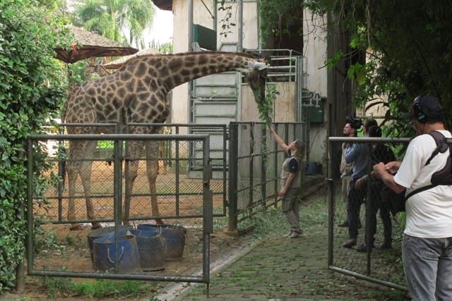 Cláudia Ontivero, veterinária do Zoológico de São Paulo. Foto: Divulgação.