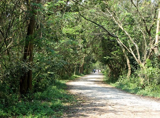 A trilha do Parque usada para corridas e passeios. Foto: Gazeta do Tatuapé.