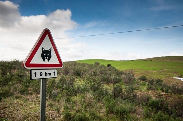 Portugal tem um novo sinal de trânsito: “Atenção, linces”. Foto: Público.