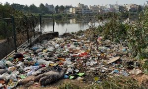 Lixo despejado em lago de Bangalore. Foto: Manjunath Kiran / AFP / Getty Images.