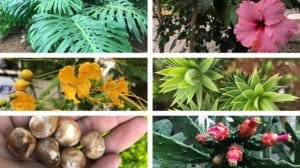 Várias plantas comuns em cidades têm partes comestíveis. Imagem: BBC / Reprodução.