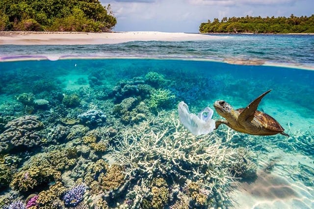 A grande ameaça vem dos plásticos, que poderão eliminar a vida marinha em algumas décadas. Foto: Getty Images.